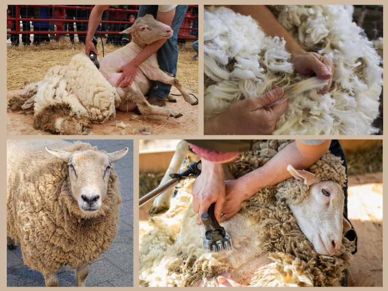 Doanh nghiệp New Zealand tìm kiếm đối tác nhập khẩu và sản xuất da cừu