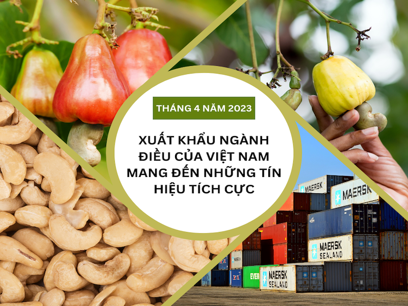 Xuất khẩu ngành điều của Việt Nam ghi nhận tăng trưởng từ tháng 2 năm 2023