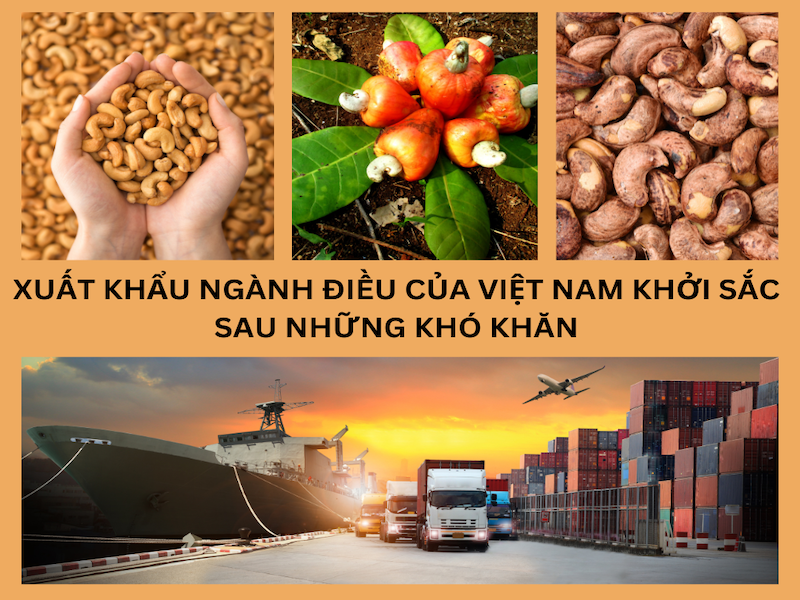 Tình hình xuất khẩu hạt điều của Việt Nam năm 2022 và 2 tháng đầu năm 2023